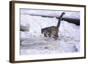 Snow Leopard Jumping (Panthera Uncia) Usa-Lynn M. Stone-Framed Photographic Print