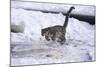 Snow Leopard Jumping (Panthera Uncia) Usa-Lynn M. Stone-Mounted Photographic Print