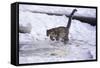 Snow Leopard Jumping (Panthera Uncia) Usa-Lynn M. Stone-Framed Stretched Canvas