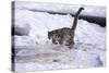 Snow Leopard Jumping (Panthera Uncia) Usa-Lynn M. Stone-Stretched Canvas
