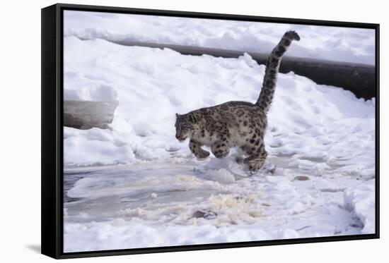 Snow Leopard Jumping (Panthera Uncia) Usa-Lynn M. Stone-Framed Stretched Canvas