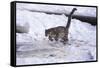 Snow Leopard Jumping (Panthera Uncia) Usa-Lynn M. Stone-Framed Stretched Canvas