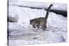 Snow Leopard Jumping (Panthera Uncia) Usa-Lynn M. Stone-Stretched Canvas