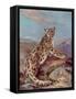 Snow Leopard (Or Ounce)-Cuthbert Swan-Framed Stretched Canvas