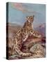 Snow Leopard (Or Ounce)-Cuthbert Swan-Stretched Canvas