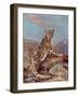 Snow Leopard (Or Ounce)-Cuthbert Swan-Framed Art Print