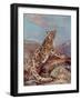 Snow Leopard (Or Ounce)-Cuthbert Swan-Framed Art Print