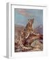 Snow Leopard (Or Ounce)-Cuthbert Swan-Framed Art Print