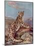 Snow Leopard (Or Ounce)-Cuthbert Swan-Mounted Art Print