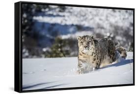 Snow Leopard (Panthera India), Montana, United States of America, North America-Janette Hil-Framed Stretched Canvas