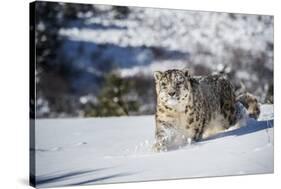 Snow Leopard (Panthera India), Montana, United States of America, North America-Janette Hil-Stretched Canvas