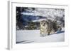 Snow Leopard (Panthera India), Montana, United States of America, North America-Janette Hil-Framed Photographic Print