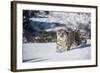 Snow Leopard (Panthera India), Montana, United States of America, North America-Janette Hil-Framed Photographic Print