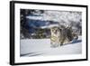 Snow Leopard (Panthera India), Montana, United States of America, North America-Janette Hil-Framed Photographic Print