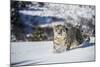 Snow Leopard (Panthera India), Montana, United States of America, North America-Janette Hil-Mounted Photographic Print