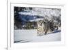 Snow Leopard (Panthera India), Montana, United States of America, North America-Janette Hil-Framed Photographic Print