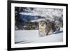 Snow Leopard (Panthera India), Montana, United States of America, North America-Janette Hil-Framed Photographic Print