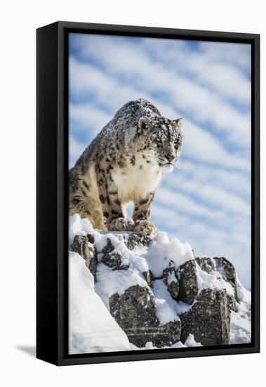 Snow Leopard (Panthera India), Montana, United States of America, North America-Janette Hil-Framed Stretched Canvas