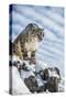 Snow Leopard (Panthera India), Montana, United States of America, North America-Janette Hil-Stretched Canvas