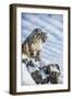 Snow Leopard (Panthera India), Montana, United States of America, North America-Janette Hil-Framed Photographic Print