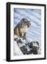 Snow Leopard (Panthera India), Montana, United States of America, North America-Janette Hil-Framed Photographic Print