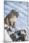 Snow Leopard (Panthera India), Montana, United States of America, North America-Janette Hil-Mounted Photographic Print