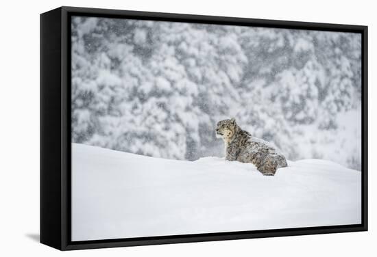 Snow Leopard (Panthera India), Montana, United States of America, North America-Janette Hil-Framed Stretched Canvas