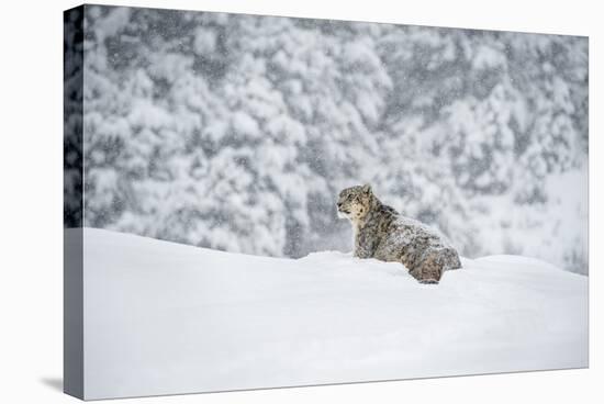 Snow Leopard (Panthera India), Montana, United States of America, North America-Janette Hil-Stretched Canvas