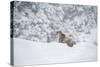 Snow Leopard (Panthera India), Montana, United States of America, North America-Janette Hil-Stretched Canvas