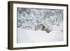 Snow Leopard (Panthera India), Montana, United States of America, North America-Janette Hil-Framed Photographic Print