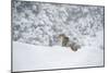 Snow Leopard (Panthera India), Montana, United States of America, North America-Janette Hil-Mounted Photographic Print