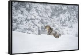 Snow Leopard (Panthera India), Montana, United States of America, North America-Janette Hil-Framed Photographic Print