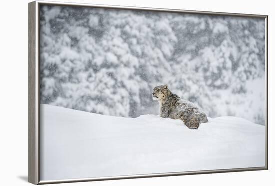 Snow Leopard (Panthera India), Montana, United States of America, North America-Janette Hil-Framed Photographic Print