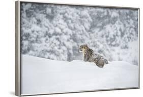 Snow Leopard (Panthera India), Montana, United States of America, North America-Janette Hil-Framed Photographic Print