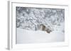 Snow Leopard (Panthera India), Montana, United States of America, North America-Janette Hil-Framed Photographic Print