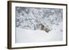 Snow Leopard (Panthera India), Montana, United States of America, North America-Janette Hil-Framed Photographic Print