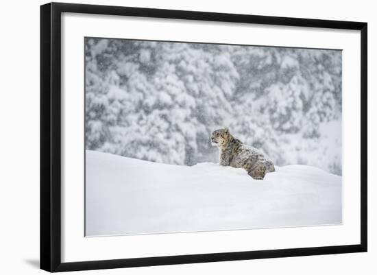 Snow Leopard (Panthera India), Montana, United States of America, North America-Janette Hil-Framed Photographic Print