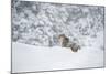 Snow Leopard (Panthera India), Montana, United States of America, North America-Janette Hil-Mounted Photographic Print