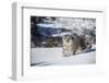 Snow Leopard (Panthera India), Montana, United States of America, North America-Janette Hil-Framed Photographic Print