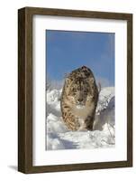 Snow Leopard (Panthera uncia) adult, walking in snow, winter (captive)-Paul Sawer-Framed Photographic Print