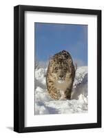 Snow Leopard (Panthera uncia) adult, walking in snow, winter (captive)-Paul Sawer-Framed Photographic Print