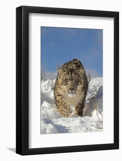 Snow Leopard (Panthera uncia) adult, walking in snow, winter (captive)-Paul Sawer-Framed Photographic Print