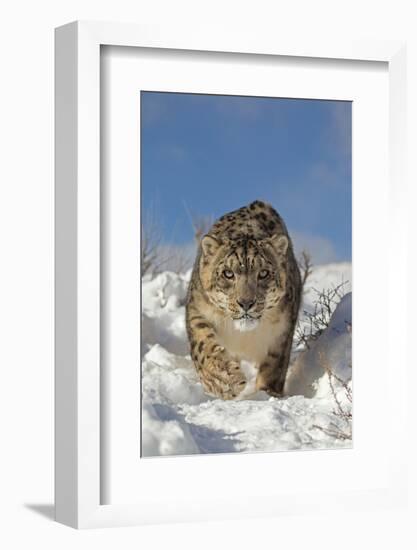 Snow Leopard (Panthera uncia) adult, walking in snow, winter (captive)-Paul Sawer-Framed Photographic Print