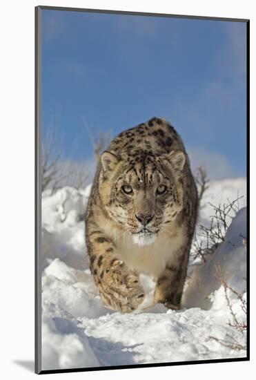 Snow Leopard (Panthera uncia) adult, walking in snow, winter (captive)-Paul Sawer-Mounted Photographic Print
