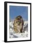 Snow Leopard (Panthera uncia) adult, walking in snow, winter (captive)-Paul Sawer-Framed Photographic Print