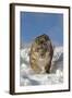 Snow Leopard (Panthera uncia) adult, walking in snow, winter (captive)-Paul Sawer-Framed Photographic Print