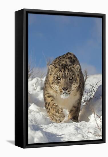 Snow Leopard (Panthera uncia) adult, walking in snow, winter (captive)-Paul Sawer-Framed Stretched Canvas