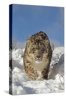 Snow Leopard (Panthera uncia) adult, walking in snow, winter (captive)-Paul Sawer-Stretched Canvas