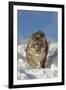 Snow Leopard (Panthera uncia) adult, walking in snow, winter (captive)-Paul Sawer-Framed Photographic Print