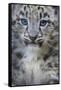 Snow leopard (Panthera uncia) cub age three months, captive-Edwin Giesbers-Framed Stretched Canvas